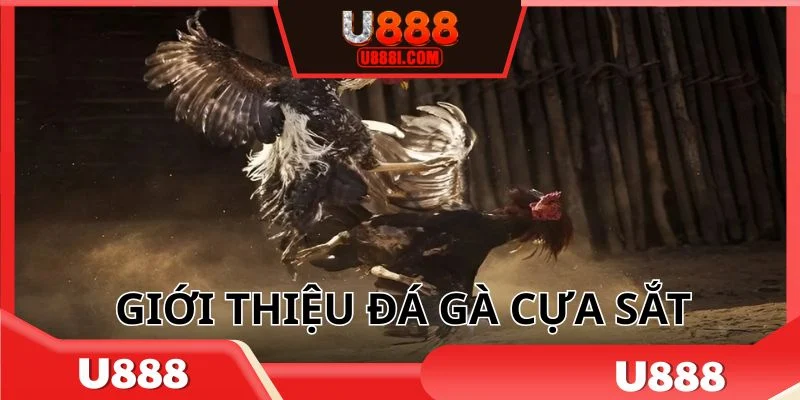 Đá gà cựa sắt Campuchia được nhiều người yêu thích