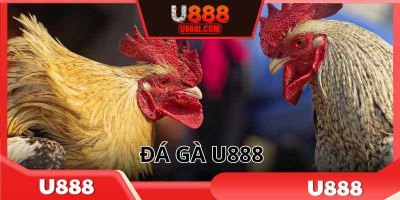 Đá gà trực tuyến U888 mới nhất 2025