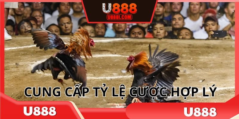 Trang đá gà uy tín giúp khách hàng nhận được lợi nhuận cao