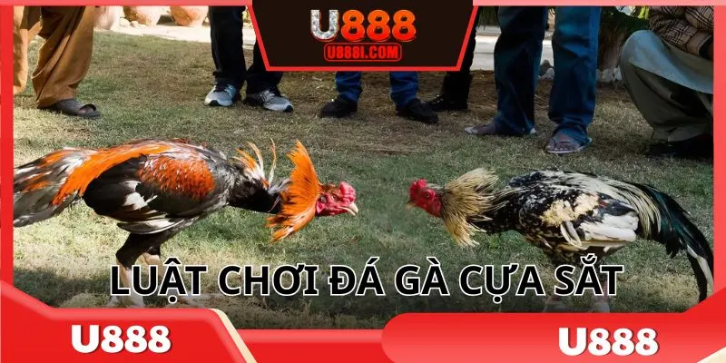 Nắm một số thông tin về luật đá gà cựa sắt