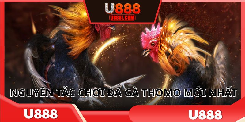 Nguyên tắc chơi đá gà Thomo mới nhất