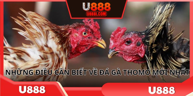 Những điều cần biết về đá gà Thomo mới nhất