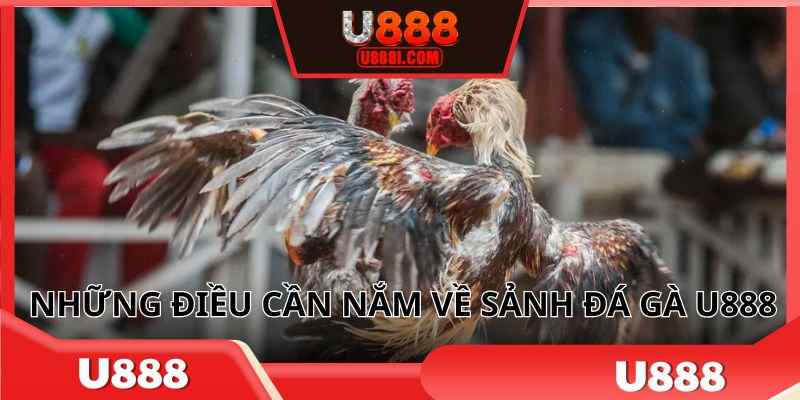 Những điều cần nắm về sảnh đá gà U888