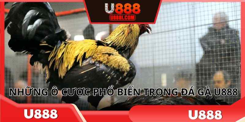 Những ô cược phổ biến trong đá gà U888