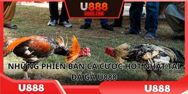 Những phiên bản cá cược hot nhất tại đá gà U888