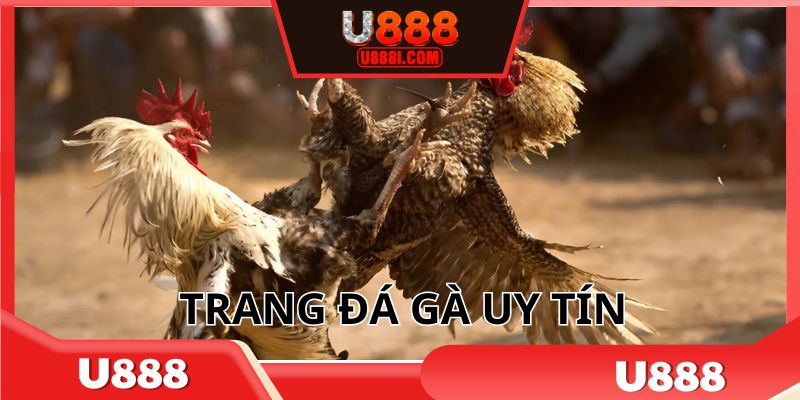 trang-da-ga-uy-tin