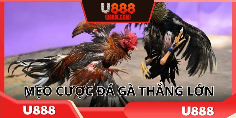 Tránh đặt cược cửa hòa để dễ chiến thắng hơn