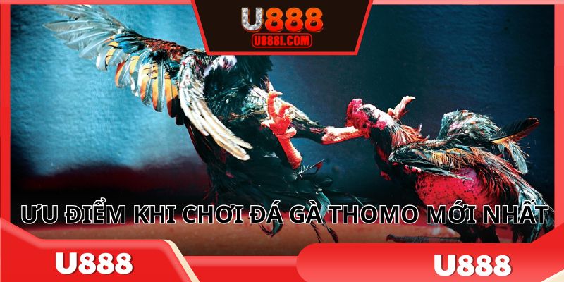 Ưu điểm khi chơi đá gà Thomo mới nhất